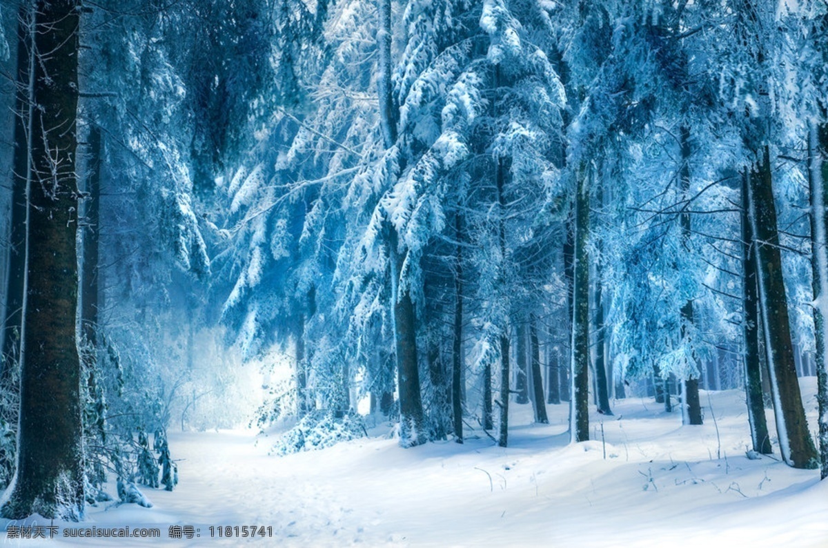 瑞士 风景 森林 中 雪景 后 风光 摄影师 robinhalioua 雪 完全 覆盖 树木 成为 白色 世界
