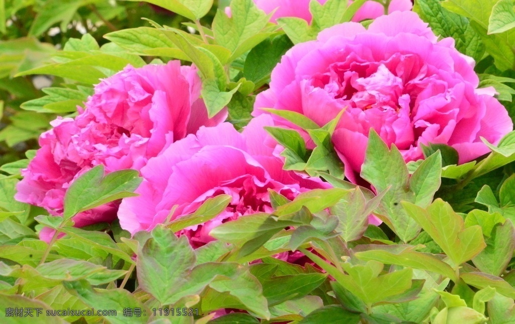 牡丹花 牡丹 观赏花卉 鼠姑 木芍药 百雨金 洛阳花 花朵 花瓣 花蕊 花卉 花儿 花草 植物 园林绿化 绿化景观 芍药牡丹 生物世界