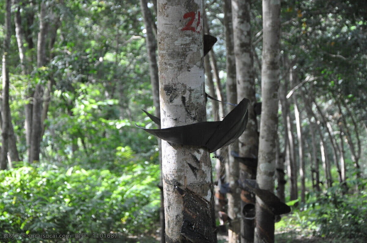 橡胶 橡胶树 橡胶树液体 橡胶液体 橡胶大树 自然景观 自然风景