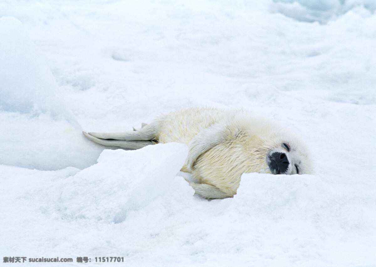 雪地 上 海豹 动物世界 生物世界 海狮 水中生物