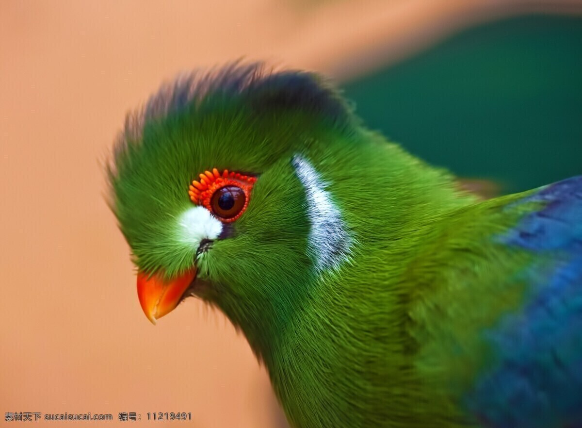鹦鹉 彩色羽毛 昆虫 生物世界 小鸟 黄嘴 绿色小鸟 野鸟
