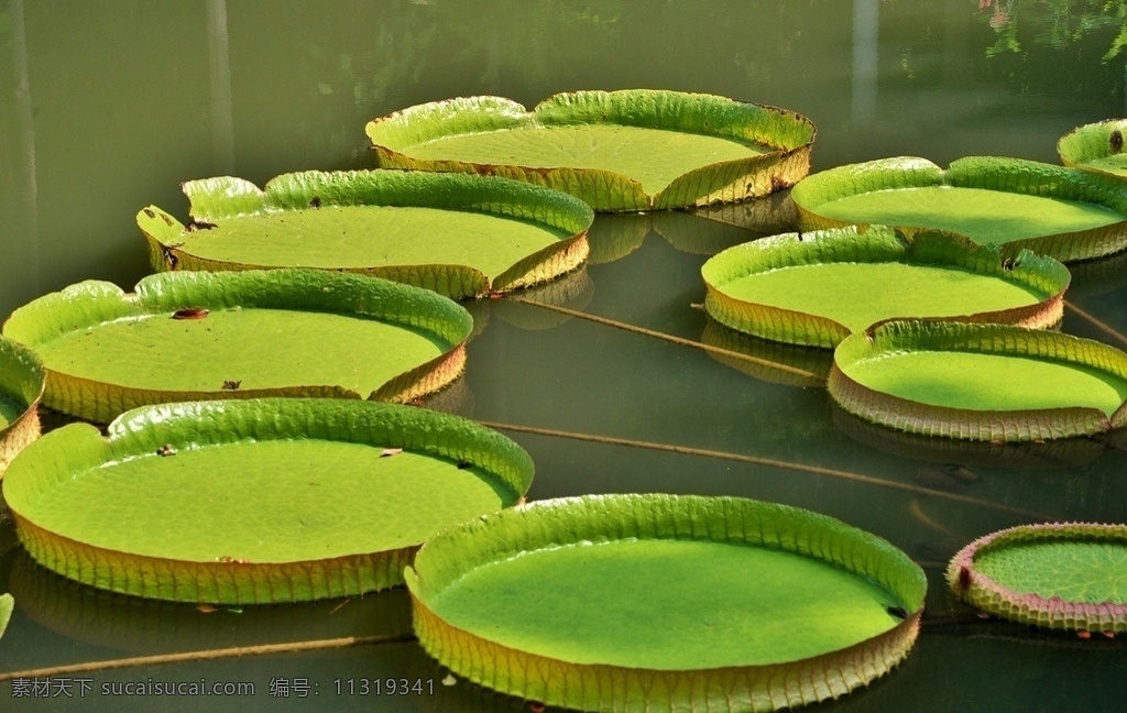 王莲 睡莲科 王莲属 热带植物 水生植物 生物世界 花草