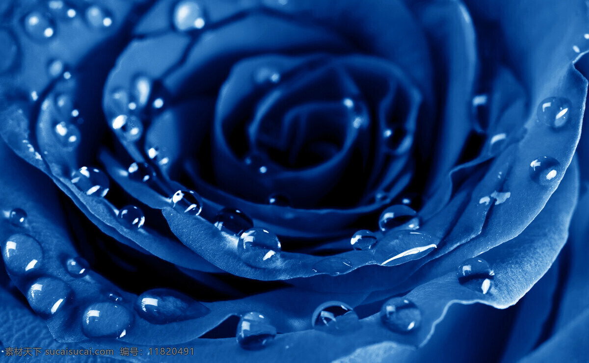 蓝色 玫瑰花 高清 花草 露水 玫瑰 鲜花