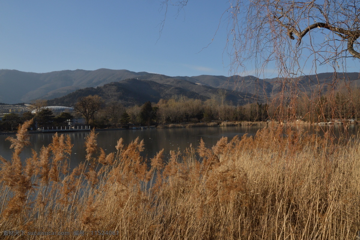 冬日植物园 冬天 芦苇 树干 冰湖 山峦 树枝 植物园风景 植物园美景 园林美景 绿化景观 树木 园林景观 公园美景 园林风景 建筑园林 园林建筑