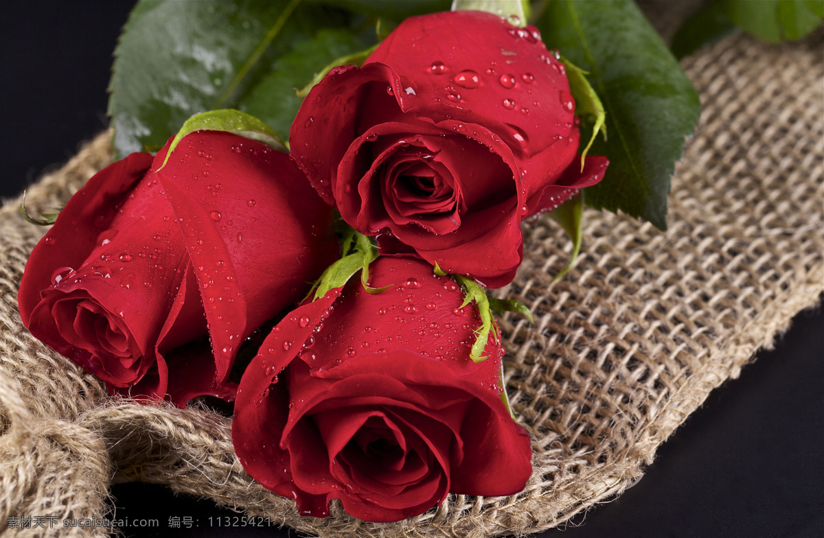 美丽 玫瑰 花朵 红玫瑰 玫瑰花 鲜花背景 花卉 情人节素材 花草树木 生物世界