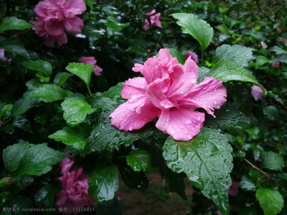 雨中木槿花 木槿花 花 夏天 雨中花开 雨 夏天花开 生物世界 花草