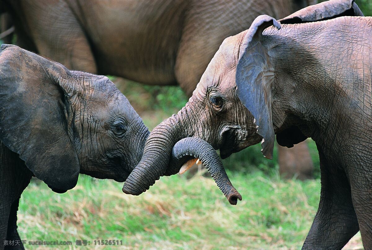 接吻的大象 接吻 大象 动物 生物世界 野生动物 大象王国 摄影图库