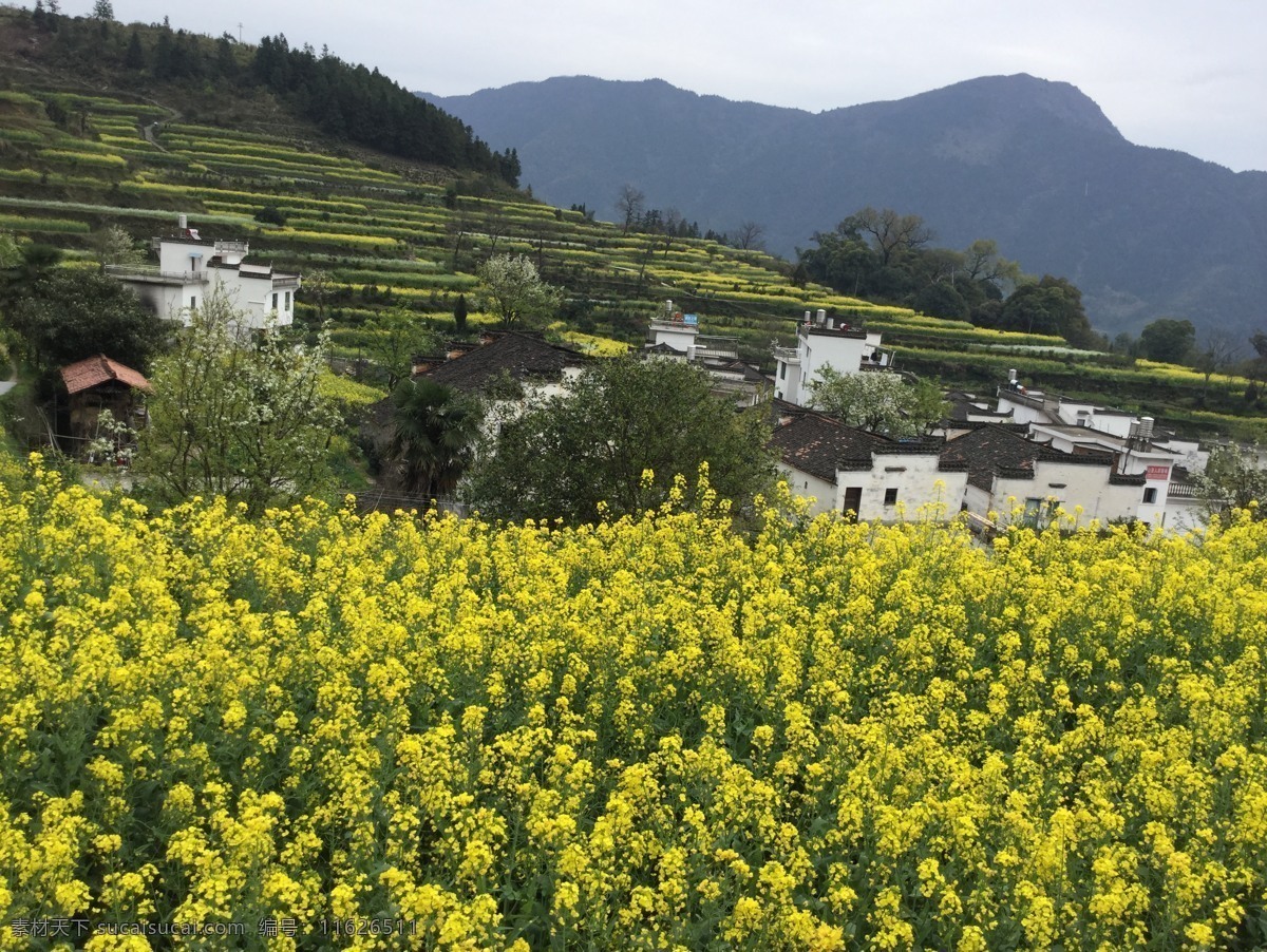 江岭 油菜花 婺源 梯田 徽派民居 旅游摄影 自然风景