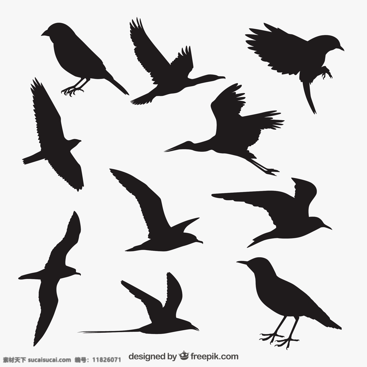 鸟剪影 自然 动物 翅膀 羽毛 丛林 黑色 动物园 剪影 海鸥 野生 野生动物 麻雀 大纲