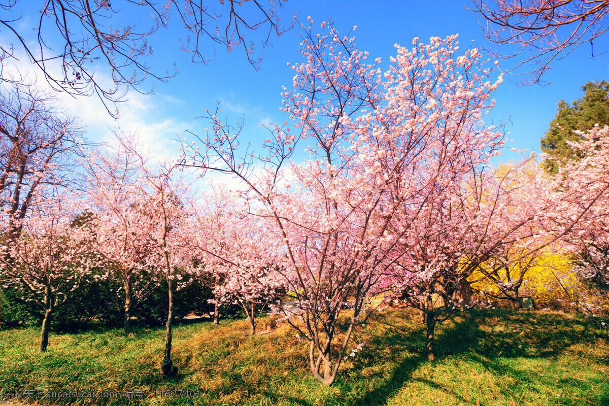樱花树 树枝 自然 粉色 樱花 生物世界 花草