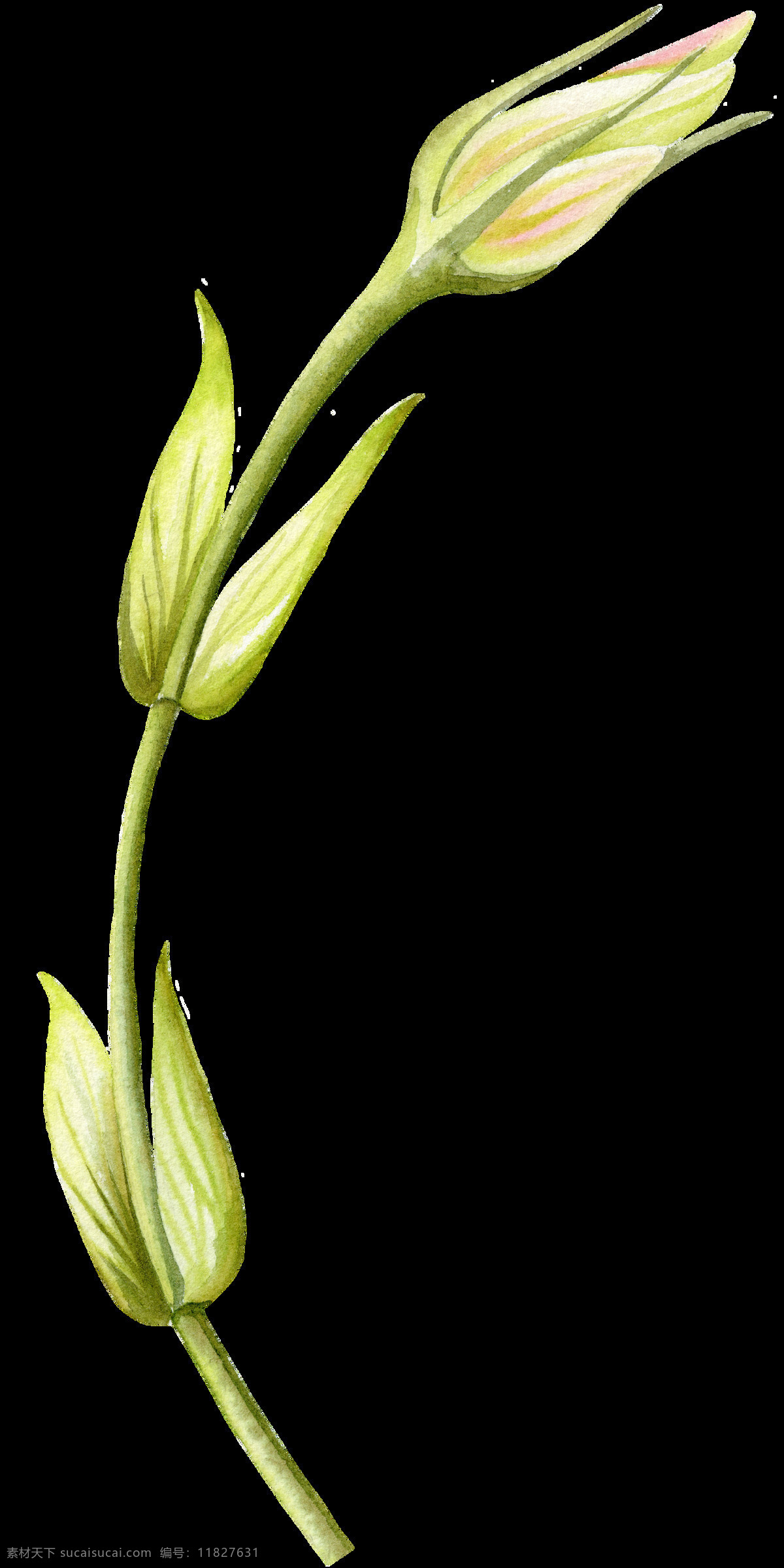碧黄 枝叶 卡通 透明 绿色 花束 透明素材 免扣素材 装饰图案