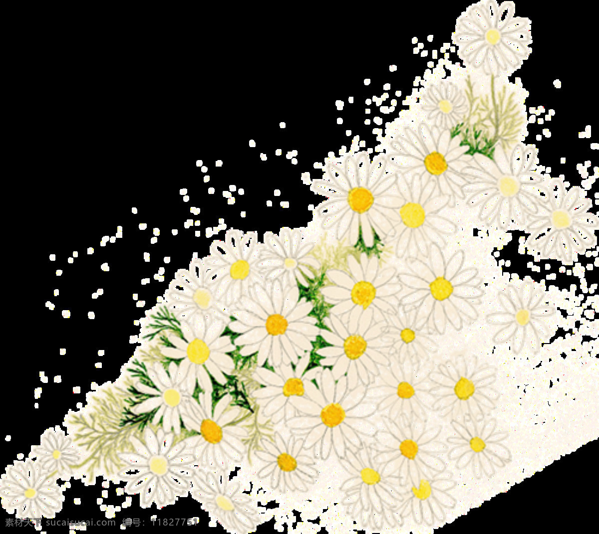 清新 手绘 菊花 装饰 元素 白色菊花 黄色花蕊 植物 装饰元素