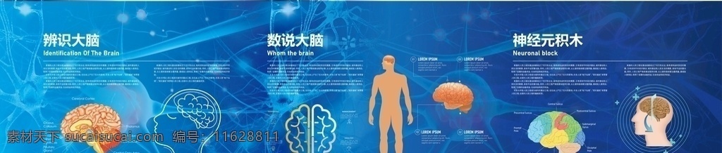 人体大脑排版 大脑 排版 展板 科技 智慧大脑 蓝色 版式 细胞 背景 神经元 系统 图片合成
