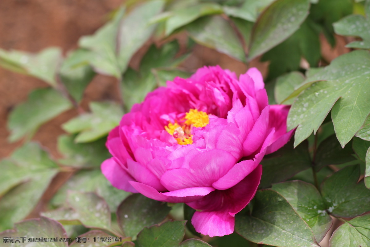 玫 红色 牡丹花 高清 紫色 鲜花 花朵 花 花卉 花草