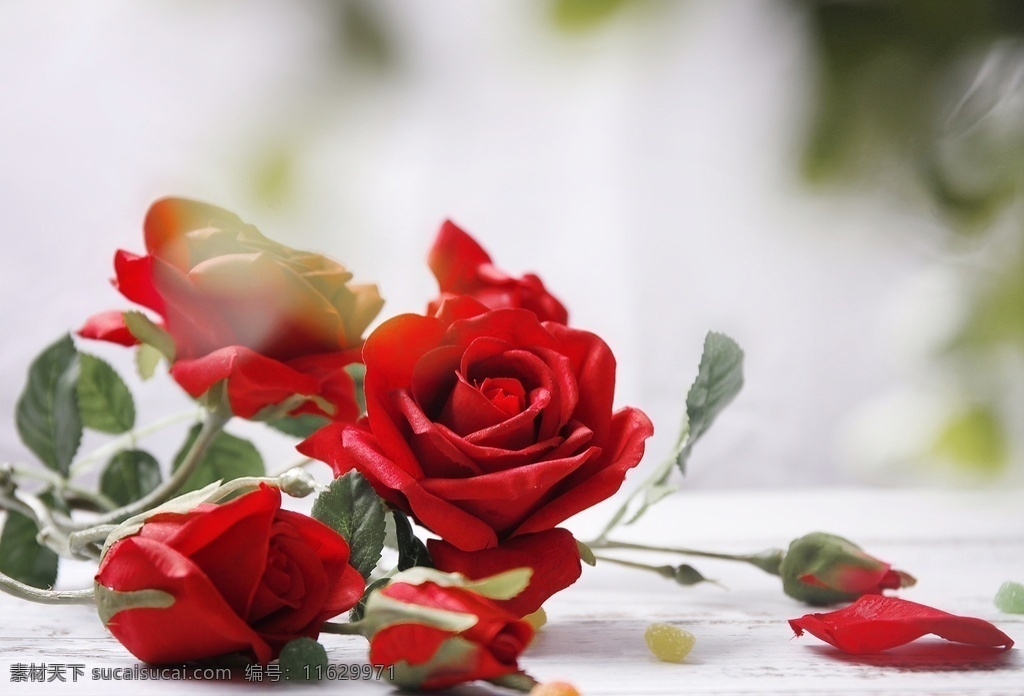 红玫瑰 高清 素材图片 花束 玫瑰 植物 花卉 装饰 鲜花 红色 浪漫 玫瑰花 束鲜花 红色玫瑰 玫瑰花束 生物世界 花草