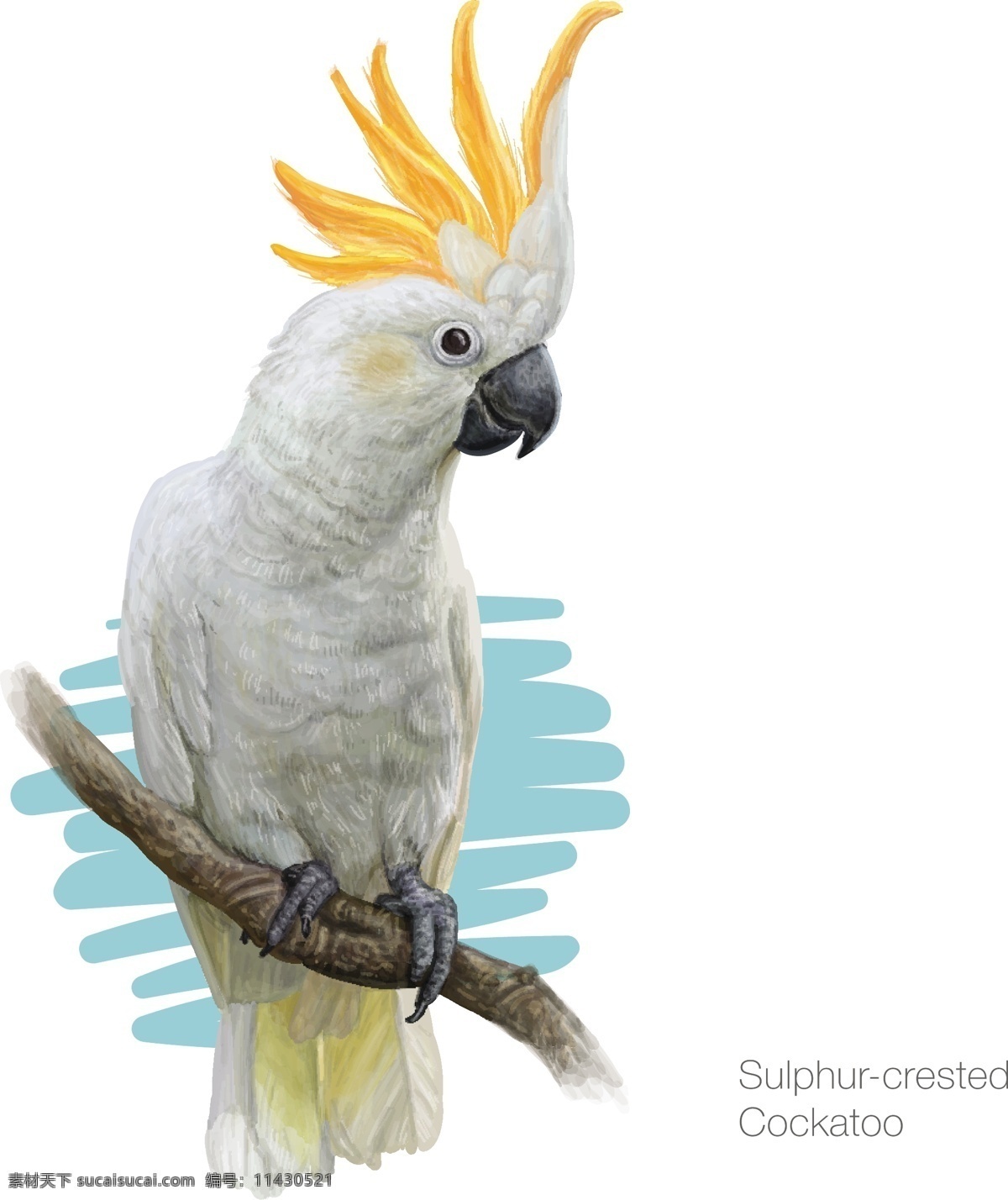 白鹦鹉 凤头鹦鹉 八哥 金刚鹦鹉 鸟类 设计素材 背景图片 卡通鸟类 手绘鸟类 装饰画 无框画 生物世界