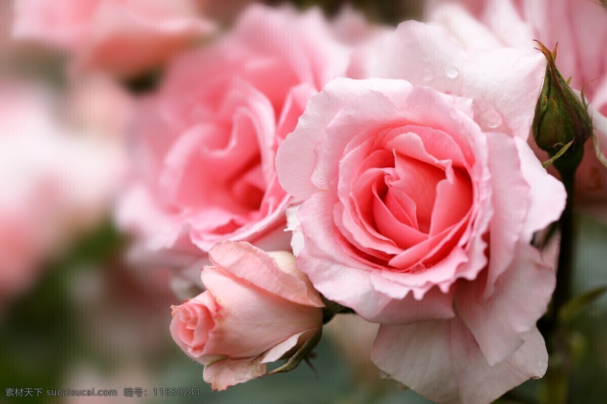 玫瑰花图片 花草 玫瑰花 玫瑰花壁纸 玫瑰花素材 玫瑰 素材图片 红玫瑰 月季花 鲜花 鲜花图片 鲜花素材 花朵 创意图片 花瓣 唯美图片 唯美壁纸 壁纸图片 电脑壁纸 服装图案 服装印花 t恤印花 情人节 情人节图片 花 花卉 花蕊 爱情 植物 绿色植物 植物图片 花花草草 服装印花图 生物世界 动物世界 生物 动物