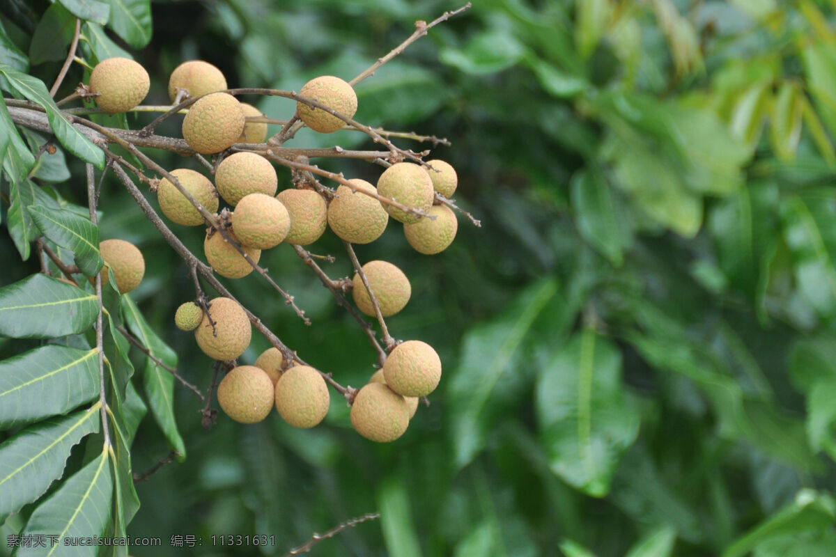 串 桂圆 挂 枝头 龙眼 水果 植物 丰收 绿色