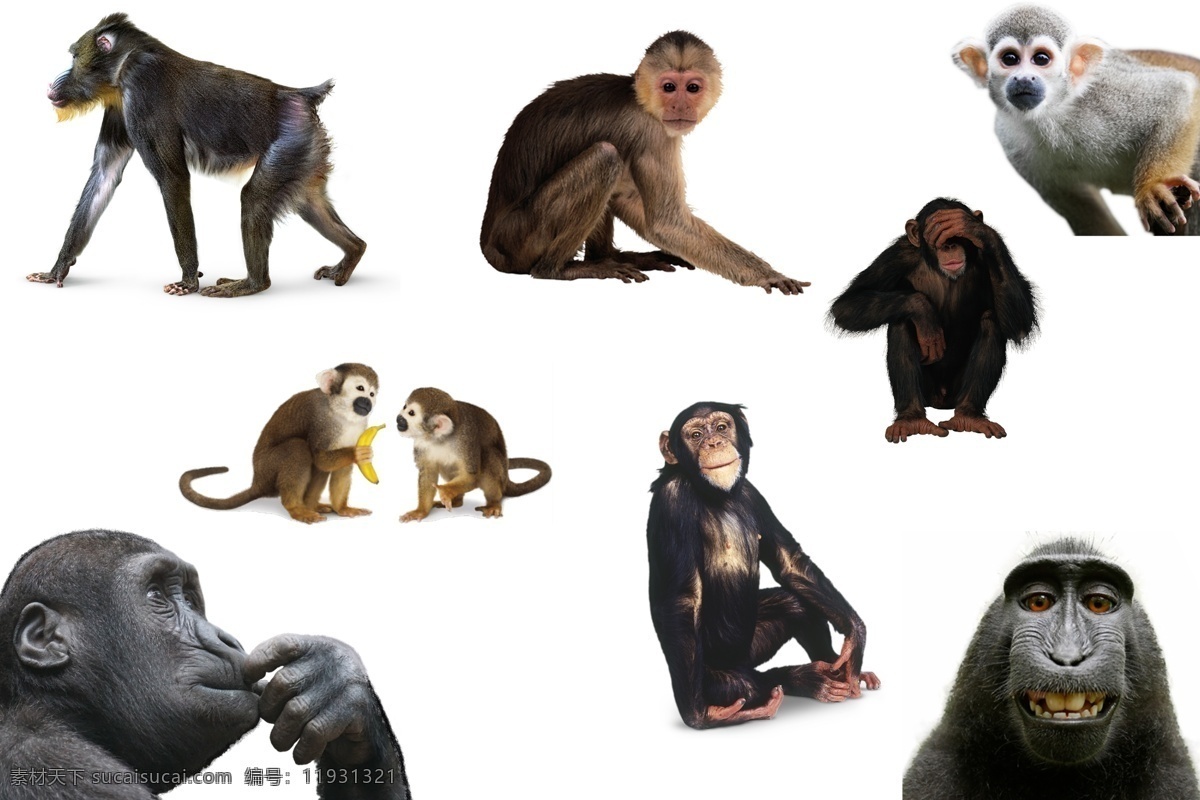 猴子 透明素材 png抠图 金丝猴 大马猴 猩猩 狒狒 长尾猴 猕猴 猿猴 灵长类动物 哺乳动物 非 原创 透明 合 辑 分层