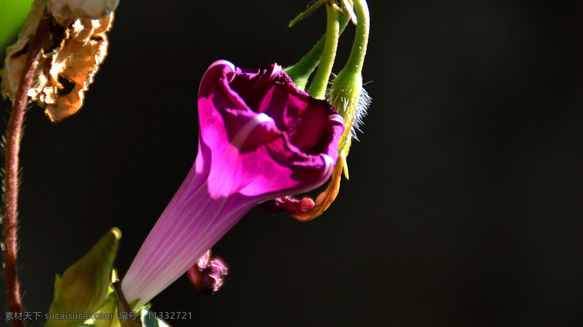 唯美 紫色 喇叭花 花卉 花朵 花草 鲜花