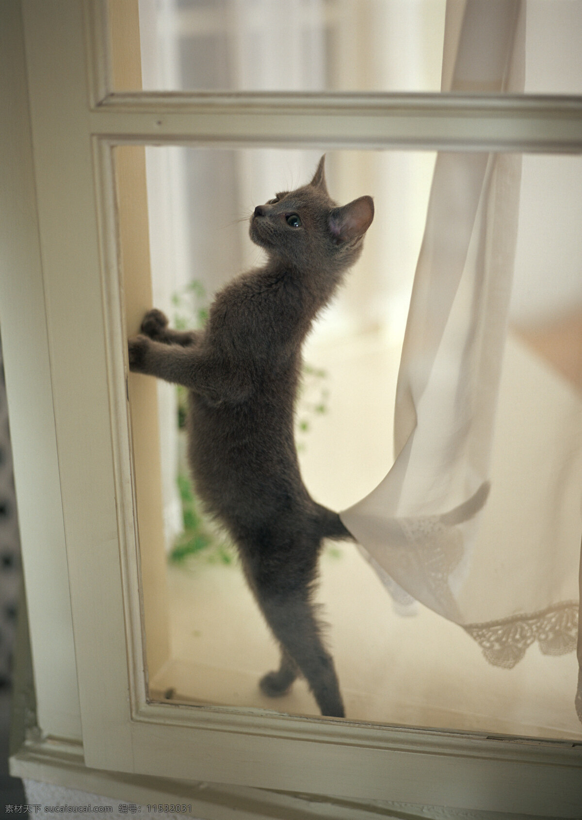 爬 窗户 上 小猫 动物摄影 宠物 猫 可爱的猫 家猫 猫咪 小猫图片 家禽家畜 生物世界 猫咪图片
