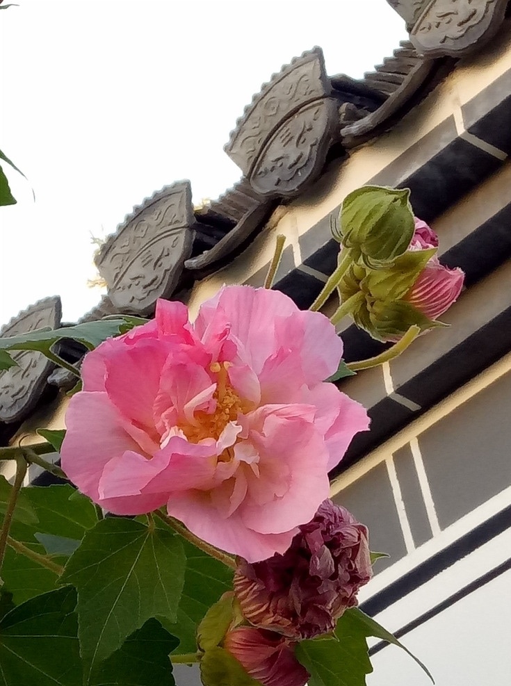 花 红花 芙蓉 木芙蓉 特写 生物世界 花草