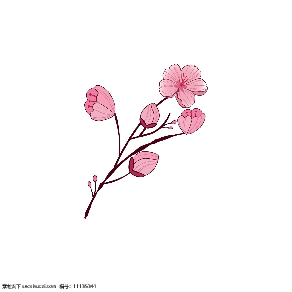 花朵 樱花 盛开 美丽 季节 枝头 植物 花卉 粉色 花香 树枝