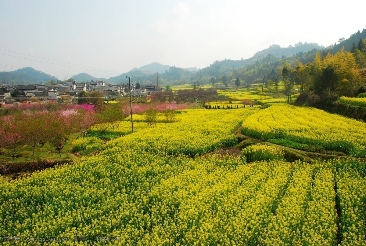 油菜花 背景 春天 花海 田野 田园风光 自然景观 psd源文件