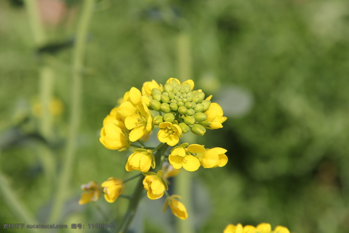 油菜花 春天 花 花草 黄色 生物世界 微距 psd源文件