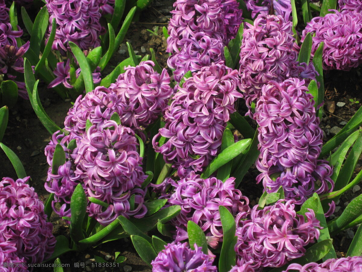 风信子摄影 花朵 紫色 植物园 风信子 花卉 花草 生物世界 黑色