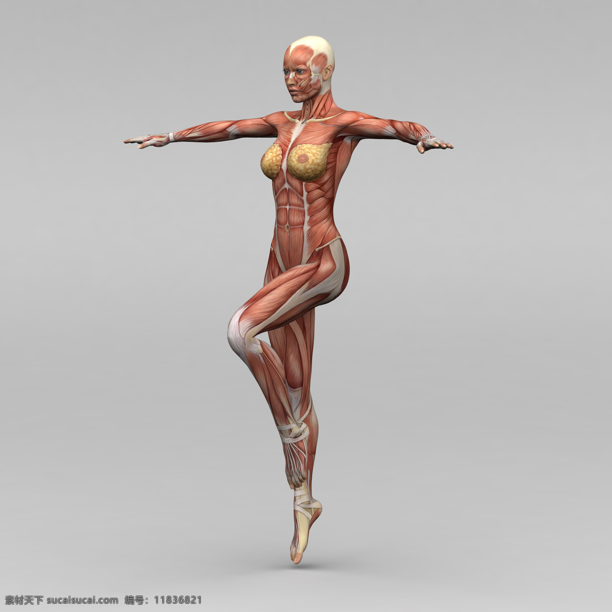 运动 女性 人体 肌肉 组织 人体解剖学 女性人体 肌肉组织图 医学 医疗护理 其他人物 人物图库 现代科技