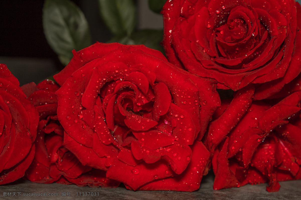 红色 玫瑰花 特写 背景 唯美 红玫瑰 花朵 鲜花 玫瑰 文艺 照片