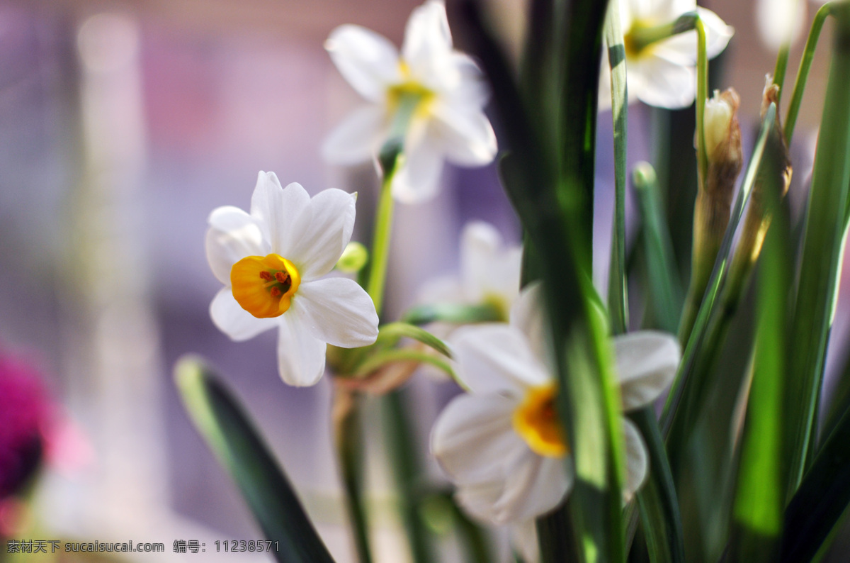 水仙 花儿 白色 花草 生物世界