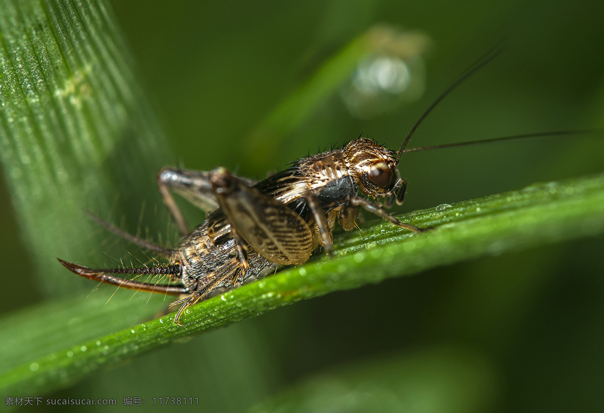 蟋蟀免费下载 昆虫 青草 蛐蛐 生物世界 微距 蟋蟀 蚱蜢 微距拍摄