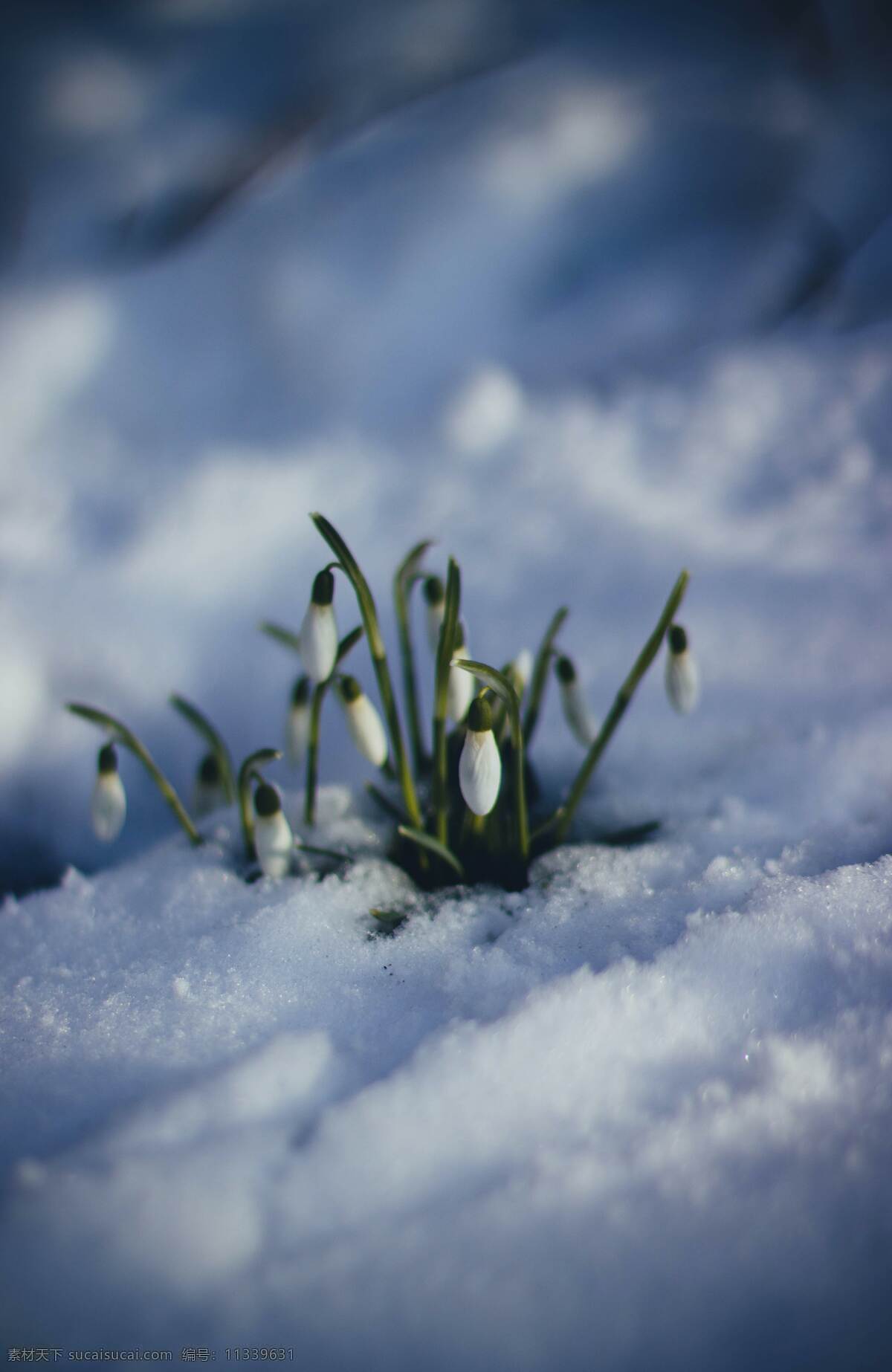 萌芽 发芽 春天破土而出 雪地 芽 生物世界 花草