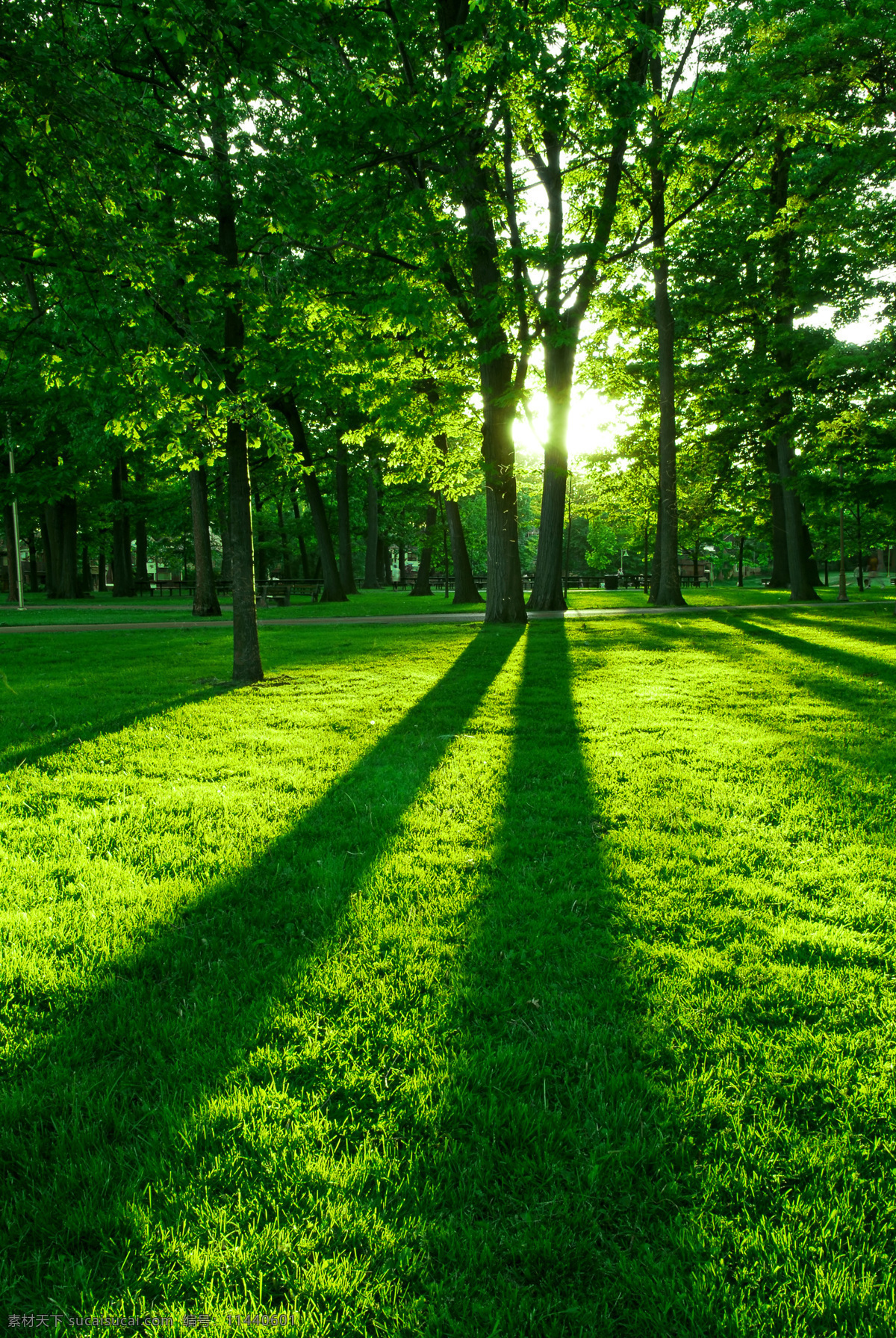 阳光下的树林 阳光 光线照耀 绿草地 树木 大自然 生态平衡 和谐 自然风景 自然景观