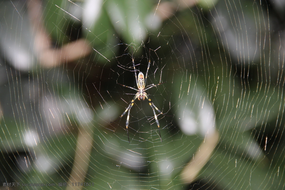 蜘蛛网 昆虫 生物世界 微距 蜘蛛 网 近景