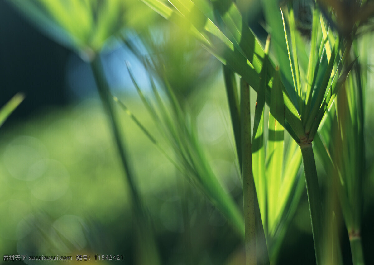 夏天 叶子 背景 素材图片 日本夏天 植物 叶子背景 绿色背景 绿色清新 清爽 梦幻背景 摄影图 高清图片 其他风光 风景图片