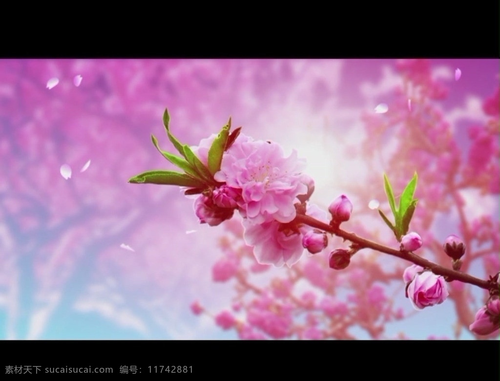 桃花 背景 视频 春节 元素 花朵 喜庆 节日 舞台 歌舞 led 视频素材 多媒体设计 源文件 mov