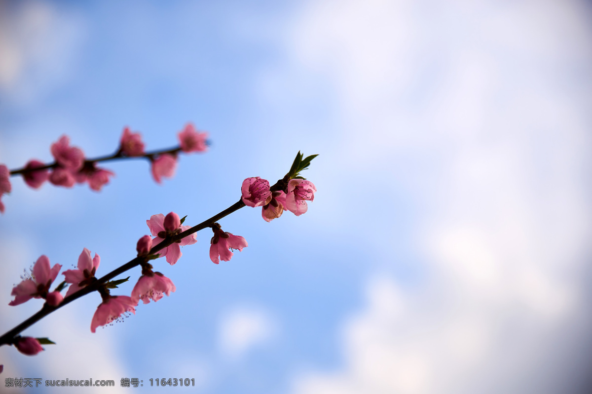 花枝 蓝天 白云 一枝桃花 粉色桃花 自然景观 田园风光