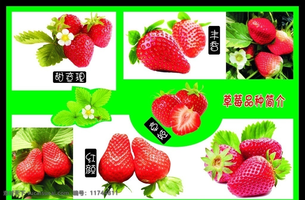 草莓 品种 介绍 展板 草莓品种 简介 红颜草莓图片 章姬草莓图片 甜 查理 丰香草莓图片 农产品 草莓图片 花朵 展板模板 矢量