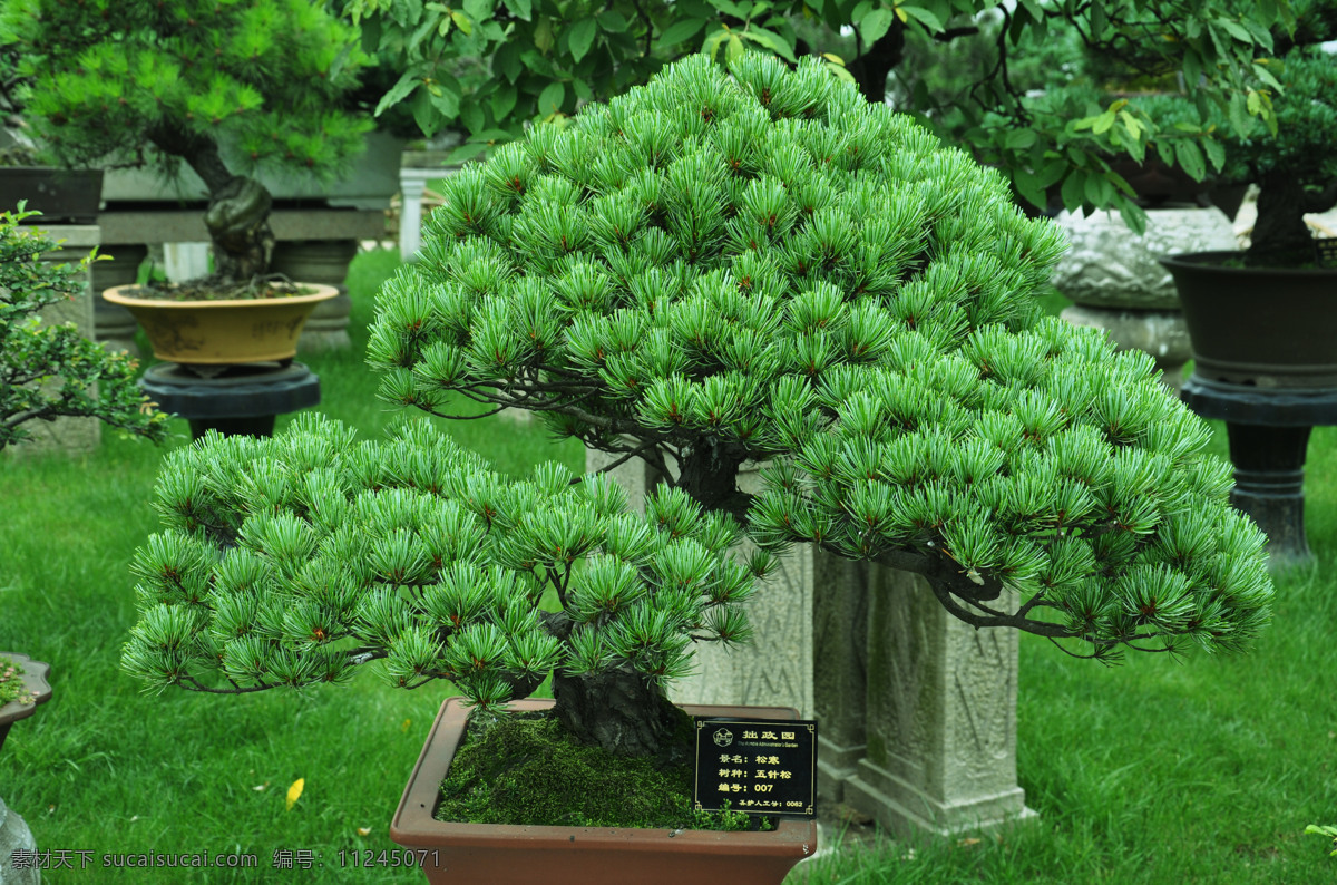 五针松盆景 五针松 松树 盆景 盆栽 树木树叶 苏州 拙政园 生物世界