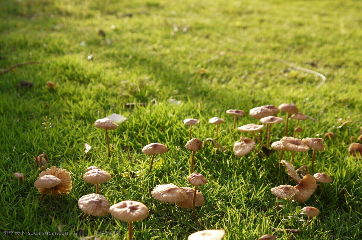 雨后的蘑菇 草地 蘑菇 阳光 绿色 清新 自然摄影 自然风景 自然景观