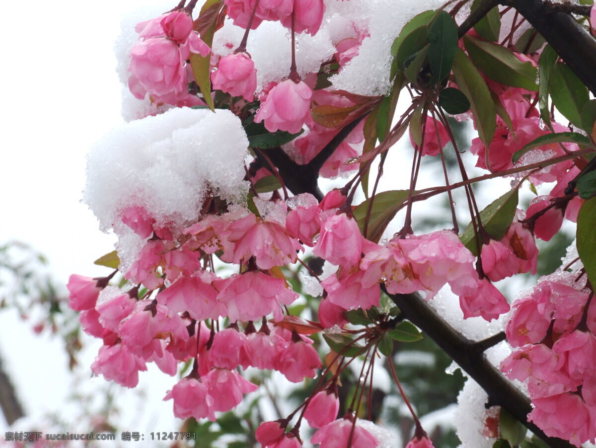 垂 丝 海棠 春天 花草 生物世界 雪景 垂丝海棠 s9600 psd源文件