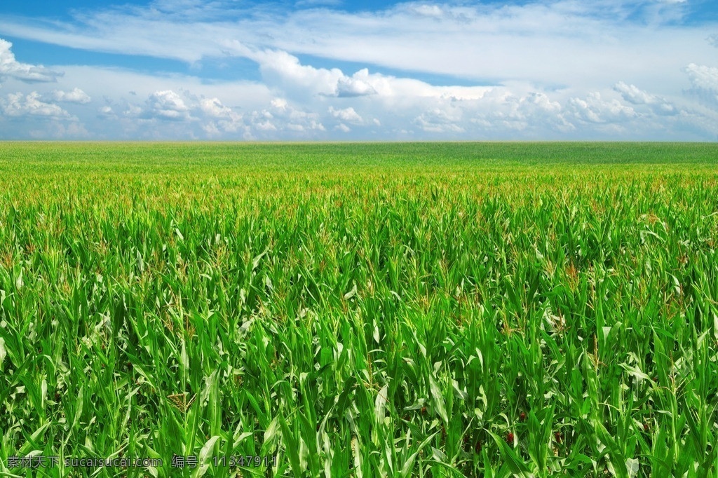 玉米地 玉米开花 蓝天 白云 玉米 绿叶 成片玉米 田园风光 自然景观