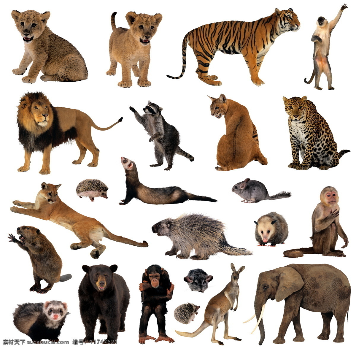 动物摄影 老虎 狮子 猩猩 老鼠 大象 野生动物 草原动物 高清 非洲动物 生物世界
