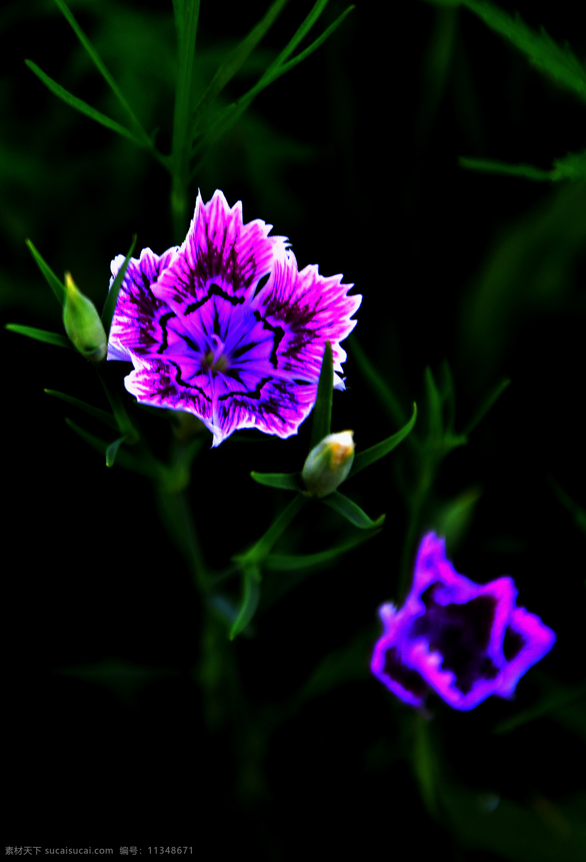 小花 花草 花朵 花卉 花开 植物 紫色 盛开 鲜艳 绿叶 生物世界