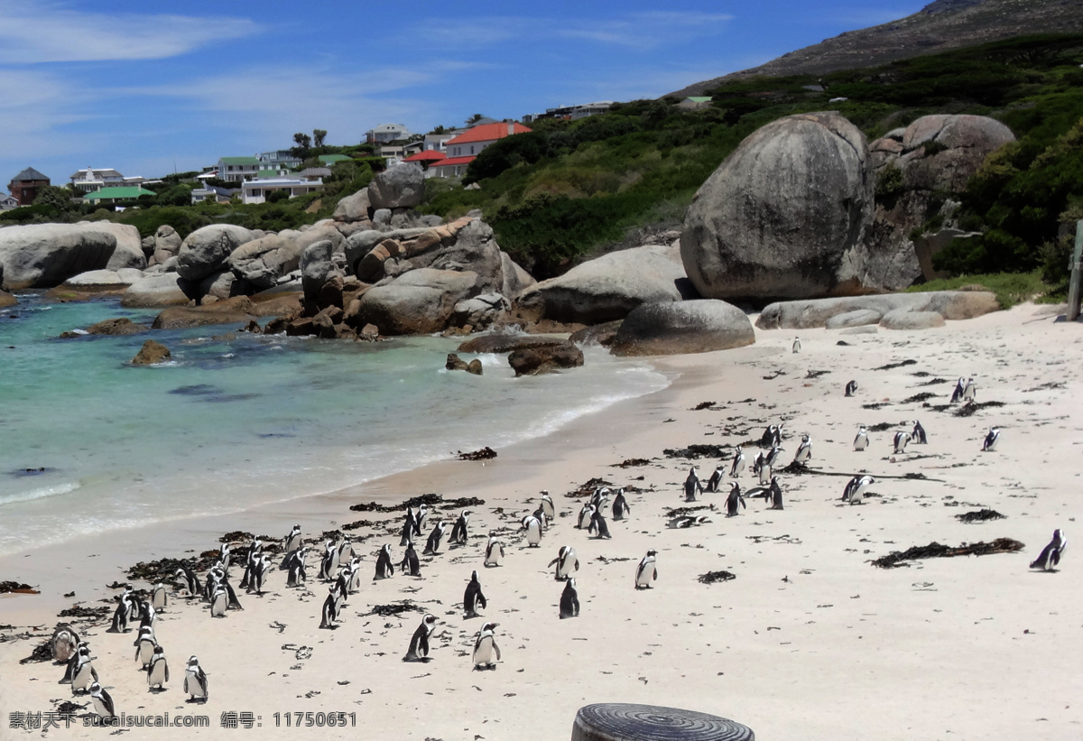 南非之旅图片 南非 小企鹅 海岸 海洋 礁石 国外旅游 旅游摄影