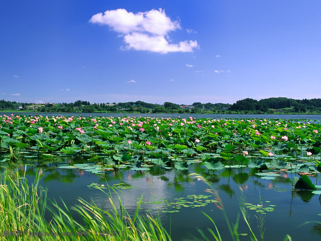 荷溏叶下 自然风景 自然景观 风景壁纸 摄影图库