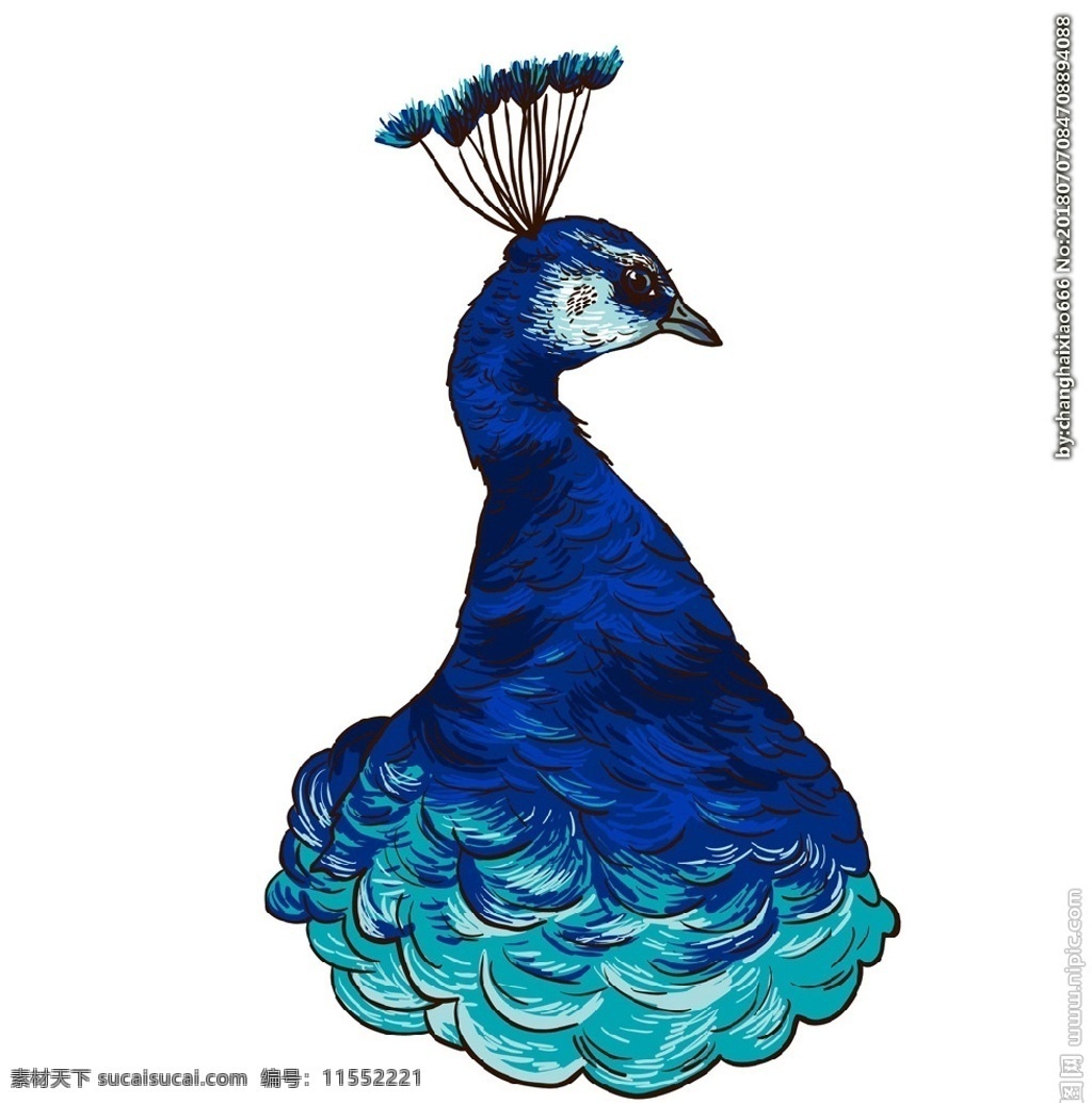孔雀 矢量素材 手绘插画 节气手绘 手绘插画素材 插画 海报素材 鸟类 鸟 羽毛 多彩鸟类 手绘鸟类 生物世界